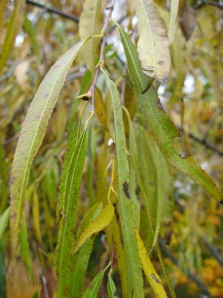 Willow Sekka Salix Udensis Sekka Growing Guides