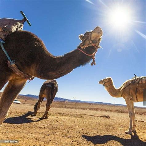 Ourika Valley Berber Villages Day Trip From Marrakech Getyourguide