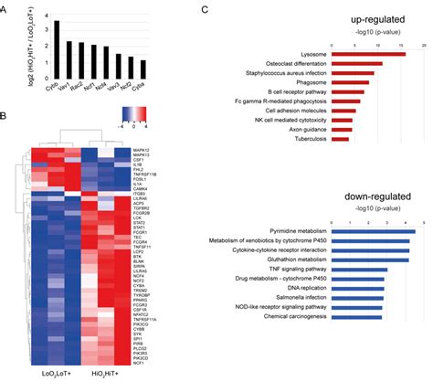 Figure S5 Rna Seq Data Analysis Of Differentially Expressed Genes