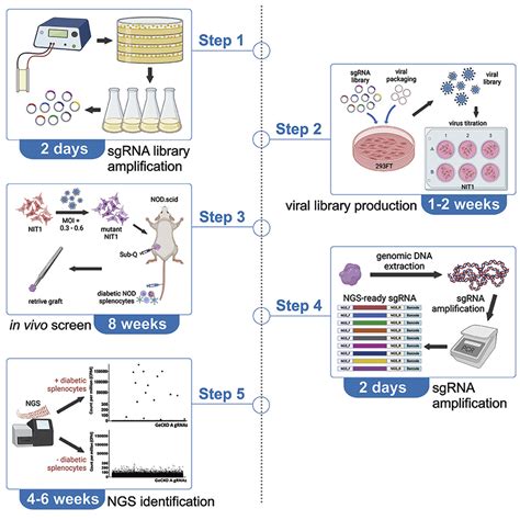 Cell Press STAR Protocols