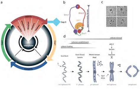 5: Biochemistry of Cohesin. a: Scheme of the cell cycle according to ...