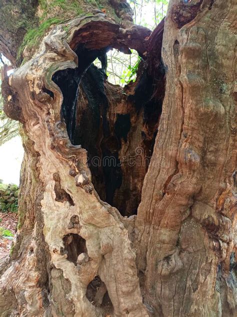 Natural Sculpture Of A Chestnut Tree Stock Photo Image Of Landscape