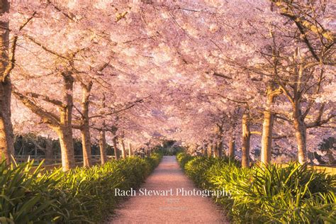 Blue Springs Putaruru Waikato | New Zealand Landscape Photography | NZ Photo Prints