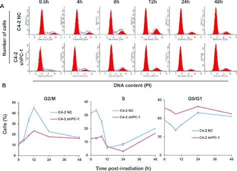 Cell Cycle Distribution After Irradiation A Representative Histograms