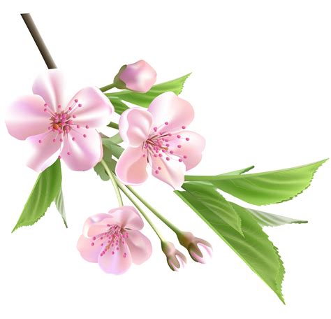 Spring Flowers Png Clipart Best