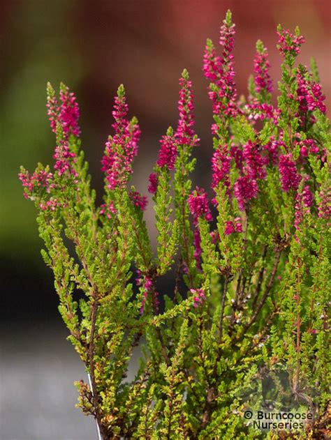 Heathers Calluna Vulgaris Dark Beauty From Burncoose Nurseries