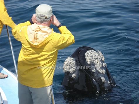 Whales And Whale Watching In Hermanus South Africa Cape Whale Coast