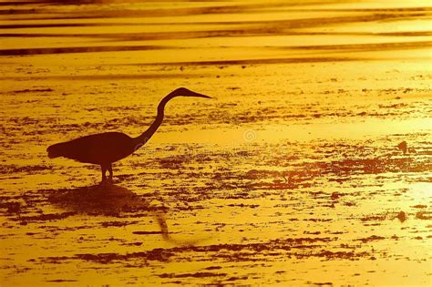 Heron in the sunset stock image. Image of sunrise, landscape - 616801