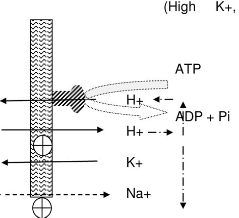 Schematic Diagram Showing Hypothetical Effects Of Monensin On