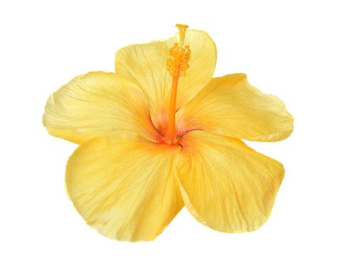 Yellow Hibiscus Flower Isolated On White Background Stock Photo Image