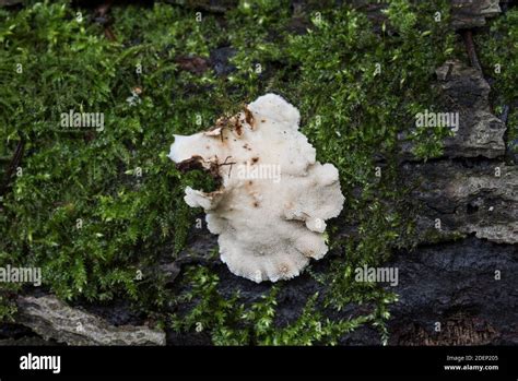 Bracket Fungus Hairy Curtain Crust Stereum Hirsutum Stock Photo Alamy