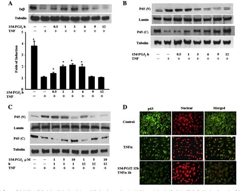 Figure From The Glutathionylation Of P Modulates Nf B Activity In