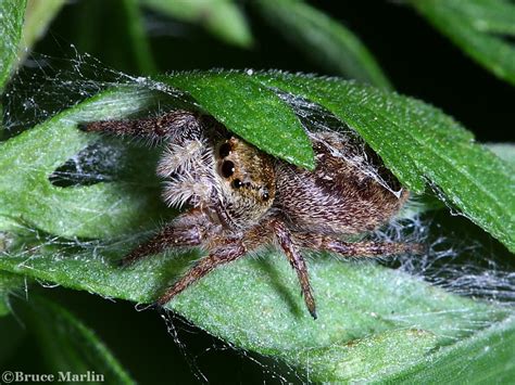 Jumping Spider - Phidippus princeps - North American Insects & Spiders