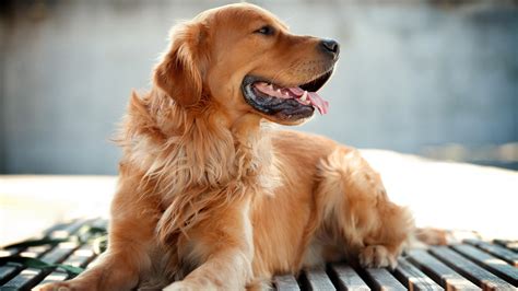 Golden Retriever Dog Wallpapers | HD Wallpapers | ID #18205