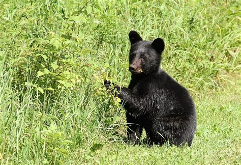 Berry Picking Bear Photograph By Teresa Mcgill Fine Art America