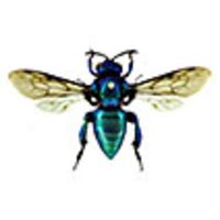 The highest known euglossine bee community from a garden in the Bolivian Andes (Hymenoptera ...