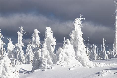 Die schönsten Waldfotos unser Leserinnen und Leser | Nachrichten.at