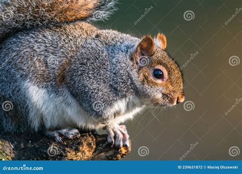 Ardilla Gris Oriental Sciurus Carolinensis En El Medio Ambiente Foto De