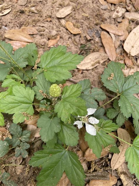 Wild raspberry? : r/PlantIdentification