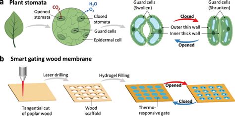 Schematic Representation Of Plant Stomata As The Source Of Inspiration