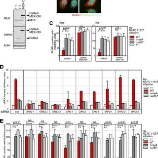 MCL1 Expression Is Indispensable For Hp CagA Induced Antiapoptotic