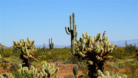 Arizona Desert Landscape - Free photo on Pixabay - Pixabay