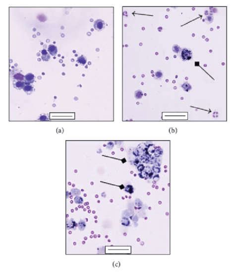 Differential Staining Of Mouse Bronchoalveolar Lavage Fluid Balf