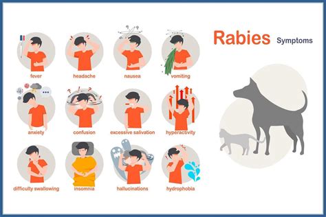 Medical illustration in flat style.Symptoms of rabies include fever ...