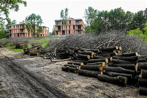 Las Borkowski zostanie zabudowany Rozważamy sprzedaż deweloperowi