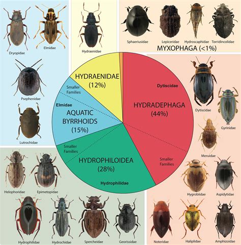 Systematics Of Aquatic Beetles Coleoptera Current State And Future