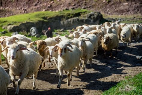 Dolina Truso i Juta piękne trekkingi w okolicach Kazbegi Oliwia