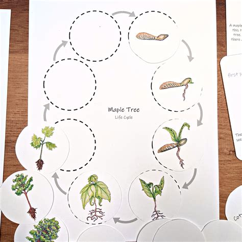 Maple Tree Life Cycle Mini Study: Tree Life Cycle Worksheet, Classroom ...