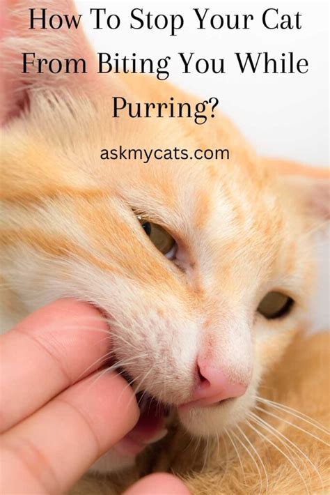 Why Does My Cat Purr And Bite Me Surprising Reasons