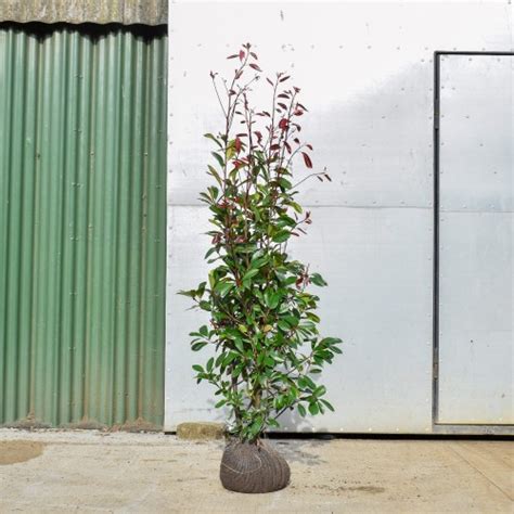 Pot Grown Photinia X Fraseri Red Robin Hedge ScotPlants Direct UK