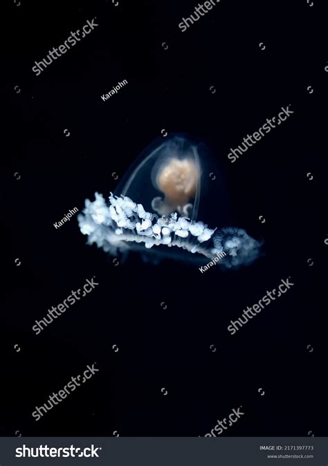 Turritopsis Dohrnii Known Immortal Jellyfish Species Stock Photo ...