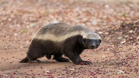 Life Rewards The Honey Badgers