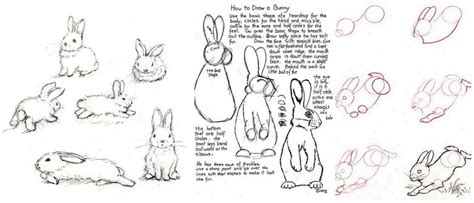 18 Step By Step Tutorials On How To Draw A Bunny The Things To Draw