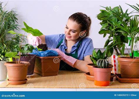 O Jardineiro F Mea Novo Plantas Dentro Foto De Stock Imagem De