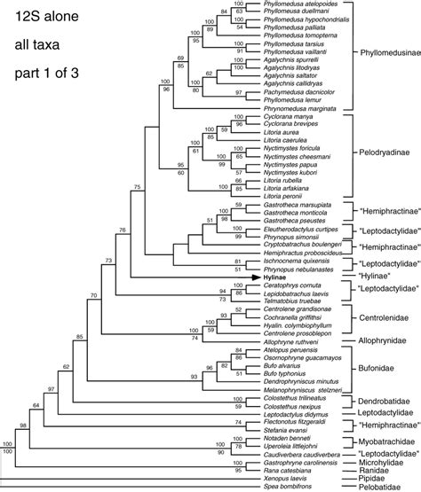 Phylogeny Of Hylid Frogs Based On S Data Only Including Taxa