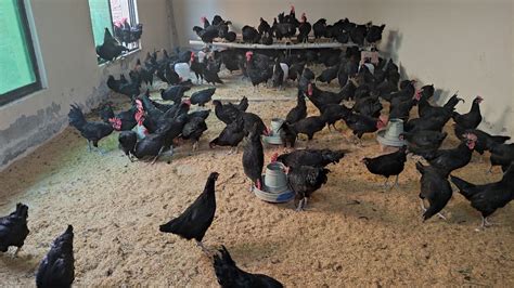 Australorp Breeders - YouTube