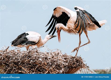 Couple Of Stork At Nest Stock Photo Image Of Wildlife 119313002