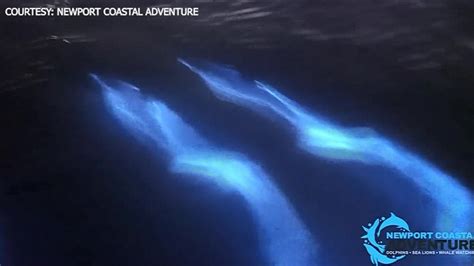 Dolphins appear to glow as they swim in bioluminescent water | FOX 13 Tampa Bay