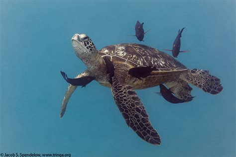 Green Sea Turtle 2