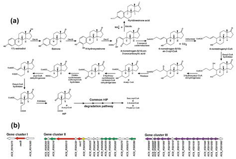 Genes Free Full Text Steroids As Environmental Compounds Recalcitrant To Degradation