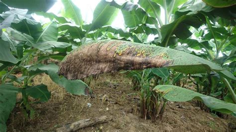 Control De Sigatoka Negra En Banano Seipasa