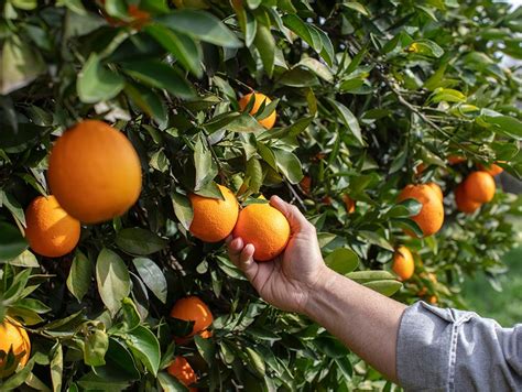 Florida Navel Oranges Hale Groves Ship Florida Oranges