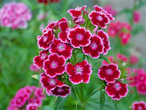 Dianthus Care Guide How To Grow Dianthus In Your Garden 2022 Masterclass