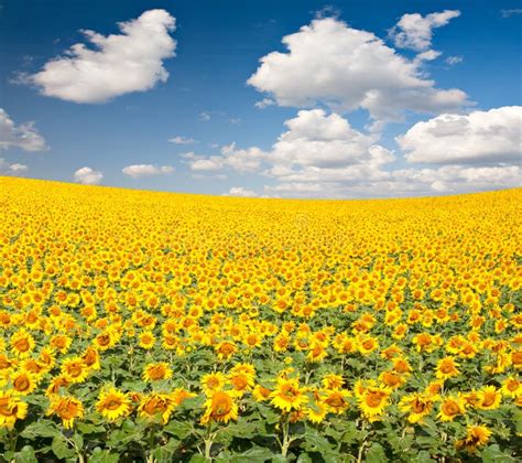 Campo Do Girassol Imagem De Stock Imagem De Exterior