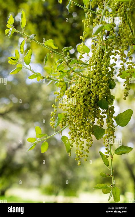 Coast Live Oak leaves and inflorescence (Quercus agrifolia), California ...