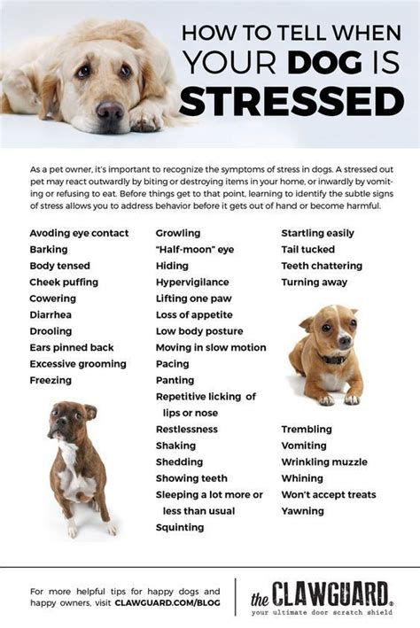 How Do You Help A Stressed Dog